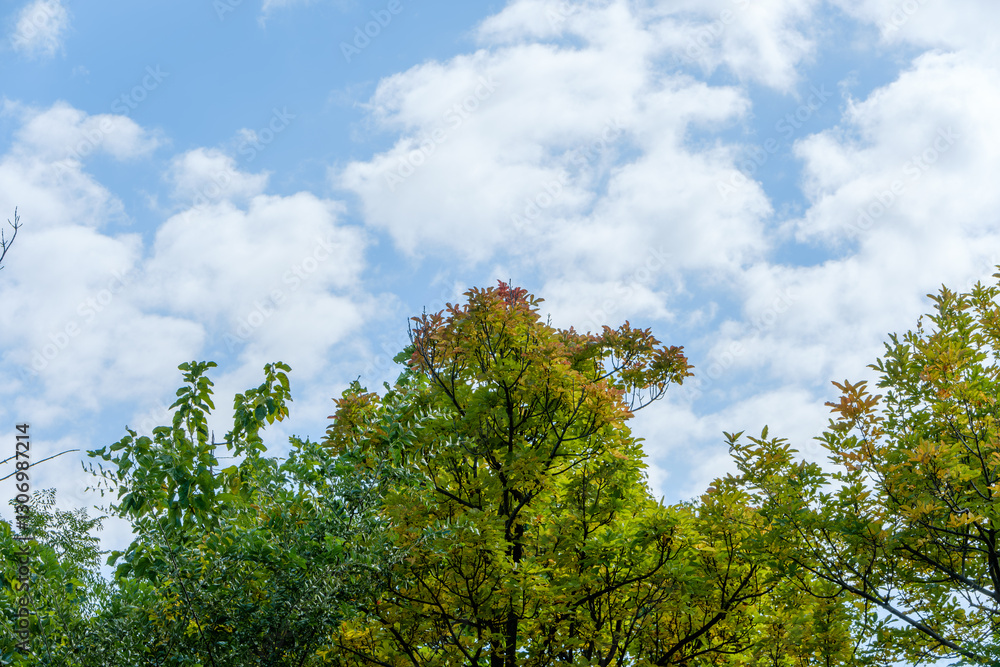 Obraz premium 青空に映える緑の木々