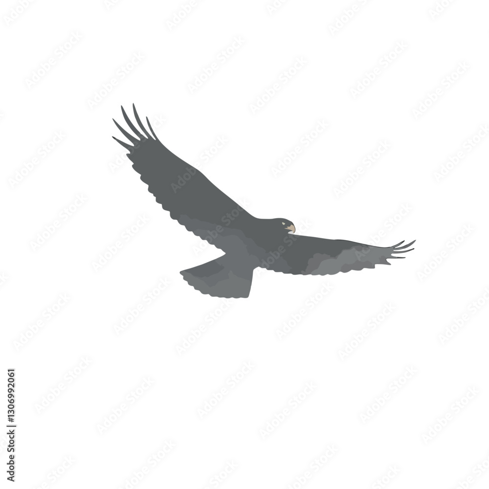 Fototapeta premium Eagle in Flight