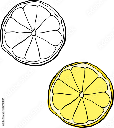  lemon slice Hand drawn graphic line ink illustration Vector isolated yellow citrus
