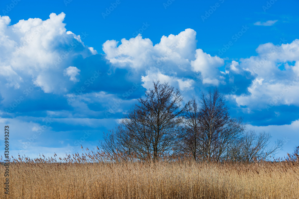 Serene landscape of trees against a backdrop of blue sky and fluffy clouds in Sweden's natural setting Serene landscape of trees against a backdrop of blue sky and fluffy clouds in Sweden's natural setting