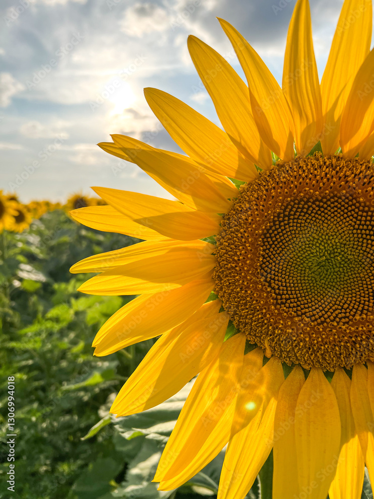 Naklejka premium Sunflower blooming in field under cloudy sky with sun shining through clouds
