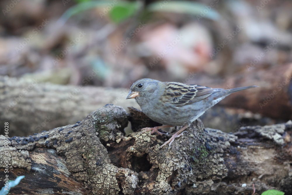The grey bunting (Emberiza variabilis) is a species of bird in the family Emberizidae. This photo was taken in Japan. The grey bunting (Emberiza variabilis) is a species of bird in the family Emberizidae. This photo was taken in Japan.