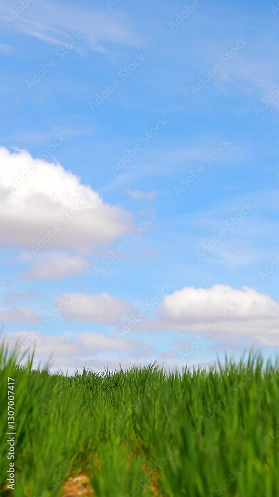 Wheat Fields A Bountiful Landscape of Golden Grains, Essential for Global Food Security. Discover the Vital Role of Wheat in Agriculture, Its Cultivation Practices, Economic Impact, and Nutritional Wheat Fields A Bountiful Landscape of Golden Grains, Essential for Global Food Security. Discover the Vital Role of Wheat in Agriculture, Its Cultivation Practices, Economic Impact, and Nutritional