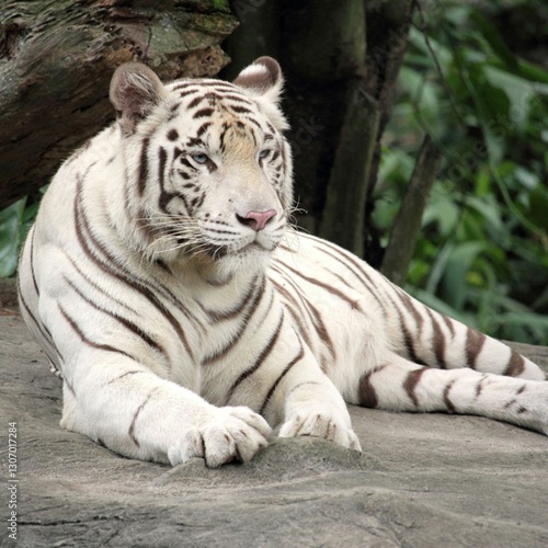 white tiger in the zoo
