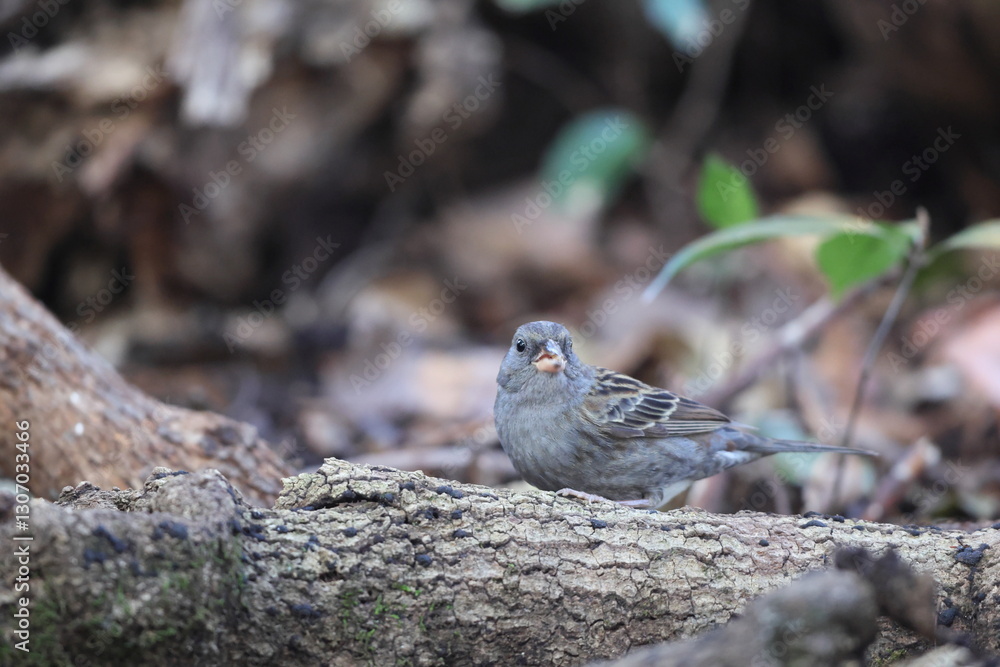 The grey bunting (Emberiza variabilis) is a species of bird in the family Emberizidae. This photo was taken in Japan. The grey bunting (Emberiza variabilis) is a species of bird in the family Emberizidae. This photo was taken in Japan.