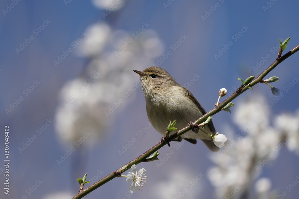 A common chiffchaff sits on a blossoming branch, blue sky in the background. Phylloscopus collybita. Song bird in the nature habitat. A common chiffchaff sits on a blossoming branch, blue sky in the background. Phylloscopus collybita. Song bird in the nature habitat.