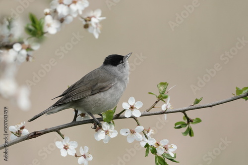 Sylvia atricapilla. A male Eurasian blackcap  sits on a blossoming twig. Spring in the nature.