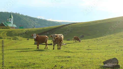 Cow in the field
