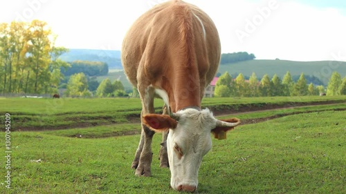 Cow in the field