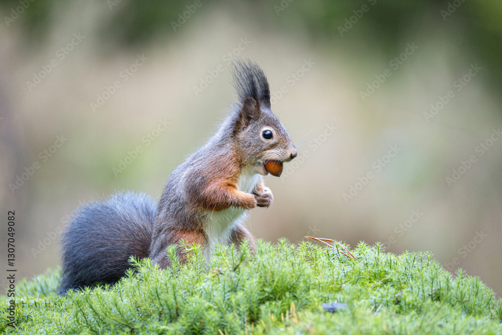 Squirrel, Red Squirrel Squirrel, Red Squirrel