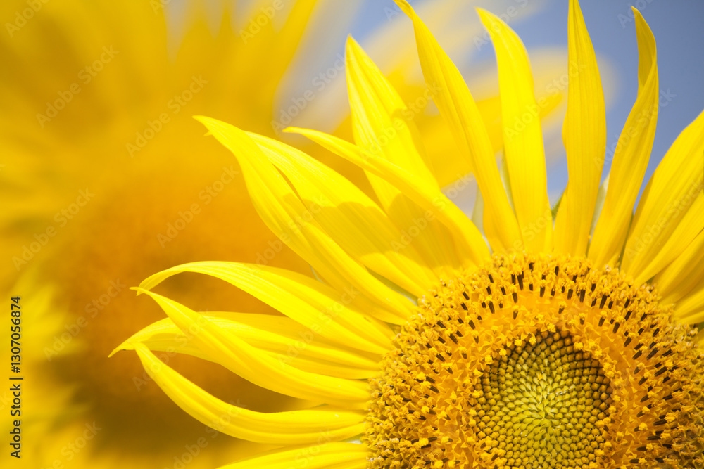 Fototapeta premium beautiful yellow Sunflower