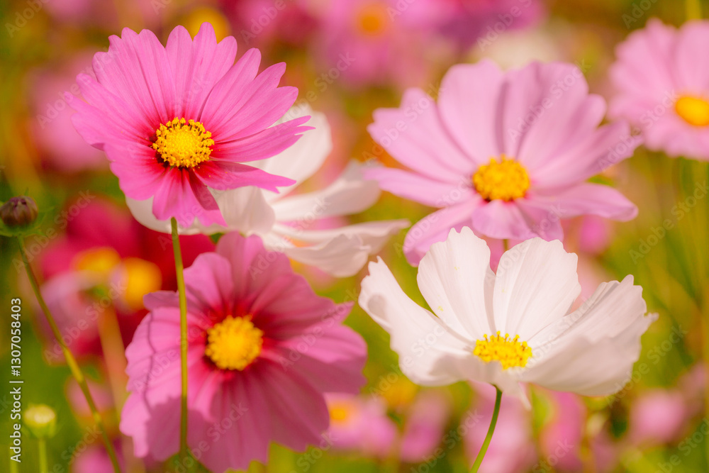 Close up cosmos flower in the garden for background Close up cosmos flower in the garden for background