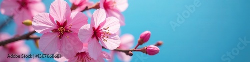 Artistic close up of pink cherry blossoms on a blue backdrop, soft, season