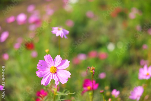 Blooming pink cosmos flower and bee collects pollen in a meadow of wildflower with sunny on summer in tropical garden. Copy space
