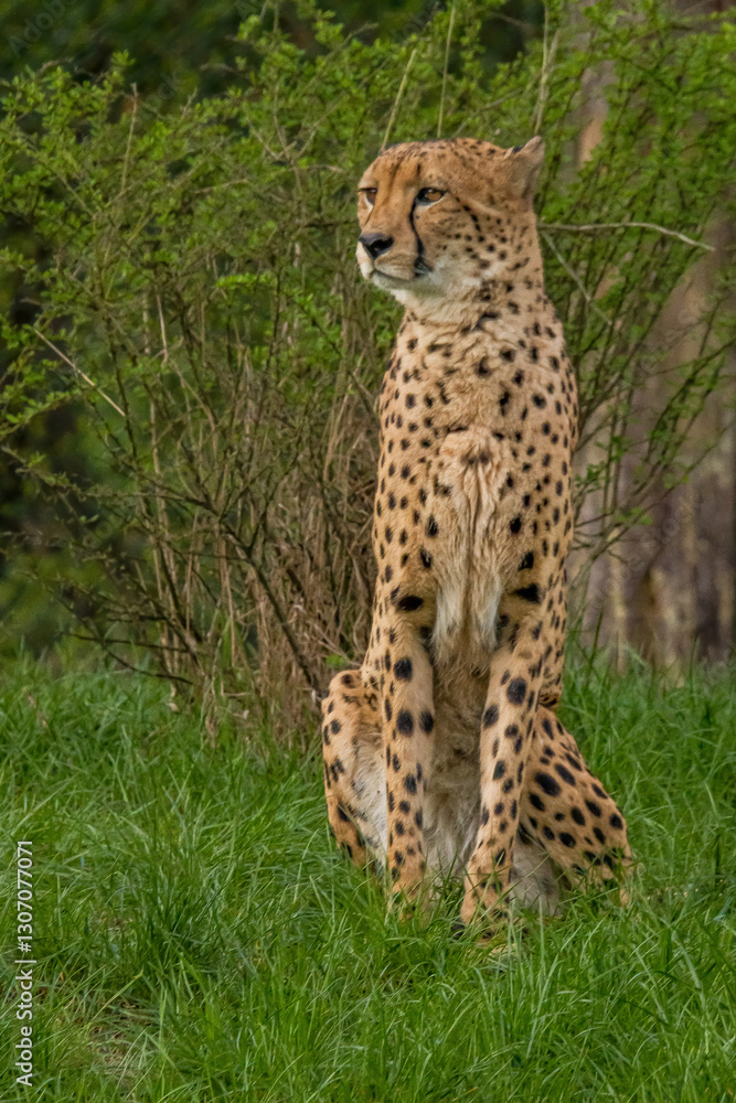 Cheeta, predator. Big Cat Cheeta, predator. Big Cat