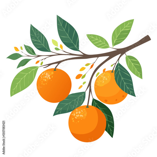 Oranges fruits on a branch vector illustration. Image of ripe citrus with leaves on a branch on an isolated background. For packaging and design