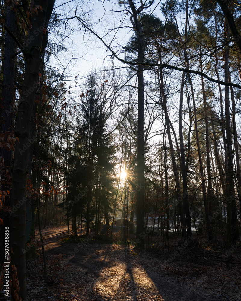 Fototapeta premium sunset in the park