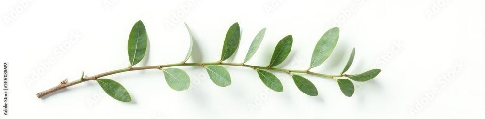 Obraz premium Single eucalyptus branch with leaves and oils on white background, isolated, white