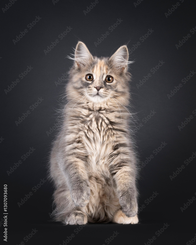 Gorgeous blue tortie Maine Coon cat kitten, sitting up facing front on hind paws like meerkat. Looking straight to camera with sweet brown eyes. Isolated on a black background. Gorgeous blue tortie Maine Coon cat kitten, sitting up facing front on hind paws like meerkat. Looking straight to camera with sweet brown eyes. Isolated on a black background.