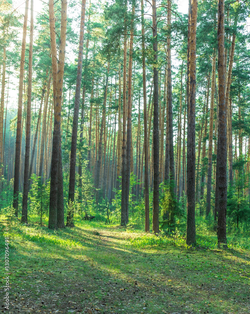 Obraz premium Forest with a path through it