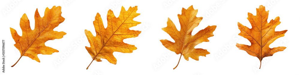 Vibrant and colorful autumn oak leaves in a natural setting Scenic landscape with a variety of fall foliage in shades of yellow orange and red Vibrant and colorful autumn oak leaves in a natural setting Scenic landscape with a variety of fall foliage in shades of yellow orange and red