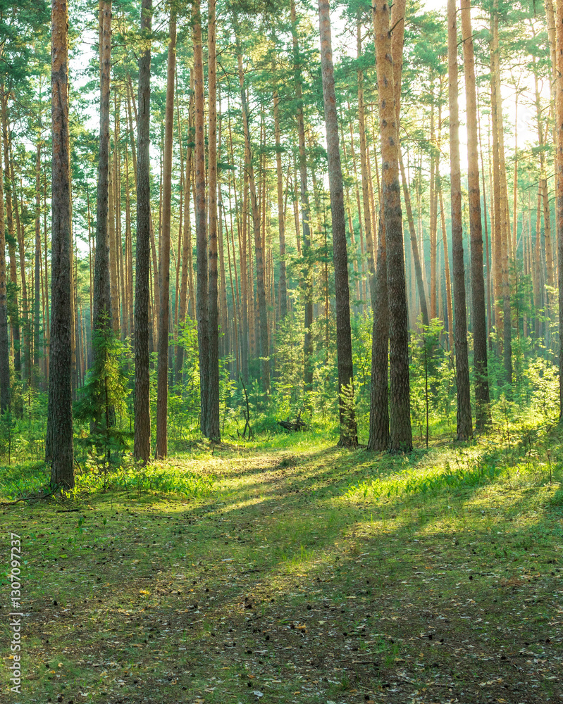 Fototapeta premium Forest with trees and a path