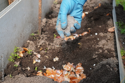 Obraz na plátne farmer's hands in work gloves fertilize the garden with wood ash and onion husks to increase vegetable yields in an environmentally friendly way