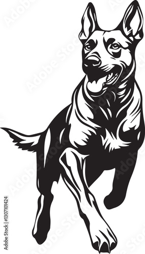 running belgian malinois dog