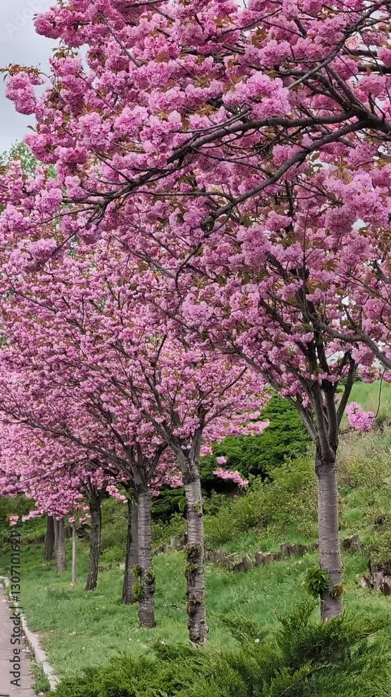 Cherry blossom tree in full bloom during spring Cherry blossom tree in full bloom during spring