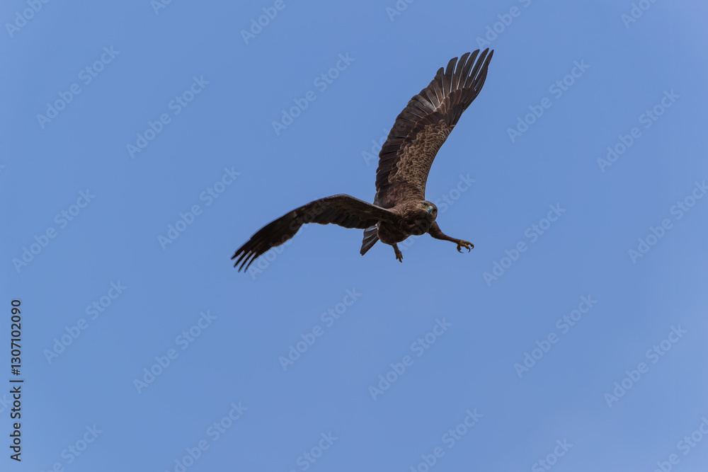 Obraz premium Eagle with its talons extended against the sky