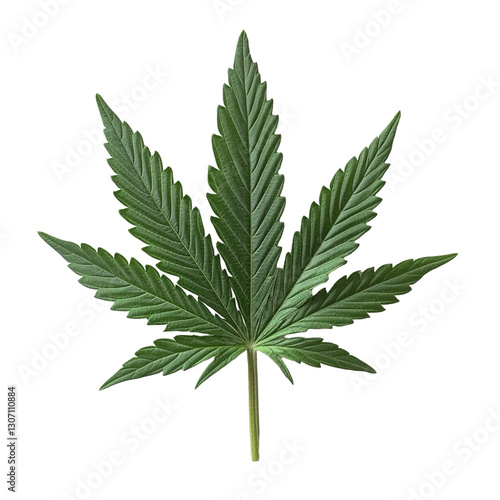 A single marijuana leaf isolated on white. photo