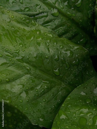 green leaf with water drops