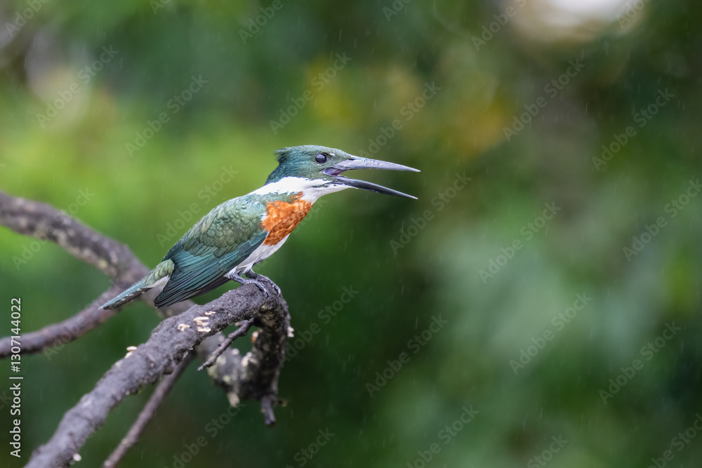 custom made wallpaper toronto digitalThe Amazon kingfisher, Chloroceryle amazona, is a species of water kingfisher