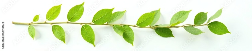 Leafy branch isolated on white background with subtle texture details, plant, botanical Leafy branch isolated on white background with subtle texture details, plant, botanical