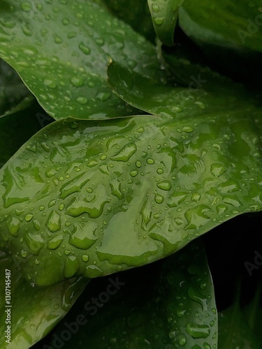 water drops on green leaf