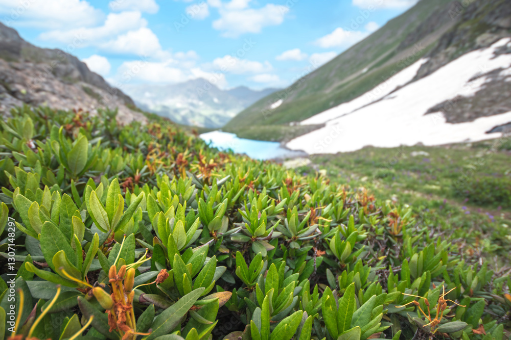 Lush Green Vegetation in the Caucasus Mountains with a Scenic Lake View Lush Green Vegetation in the Caucasus Mountains with a Scenic Lake View