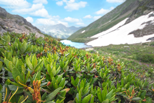 Lush Green Vegetation in the Caucasus Mountains with a Scenic Lake View