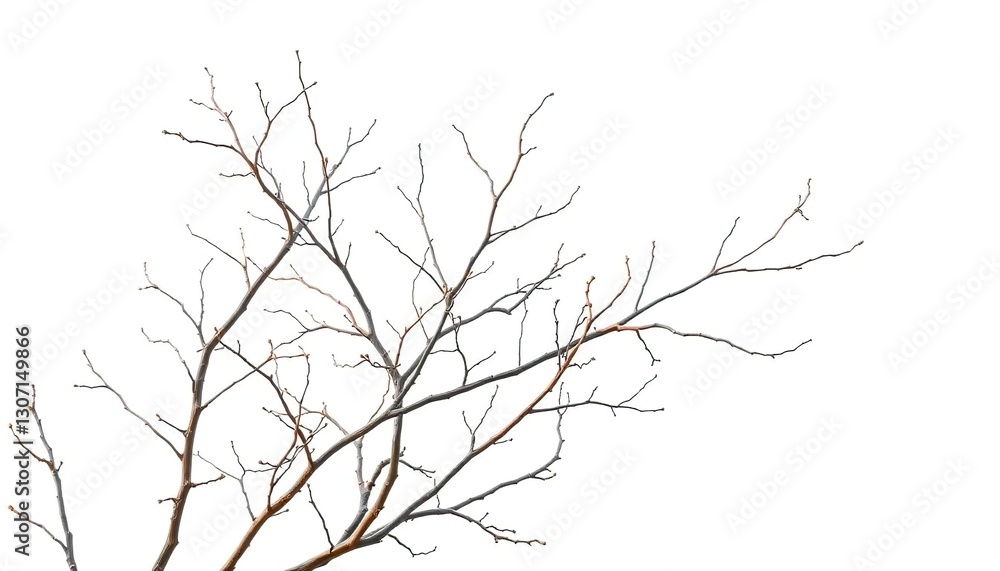 Intricate, bare branches isolated against a pure white backdrop, botanical, texture Intricate, bare branches isolated against a pure white backdrop, botanical, texture