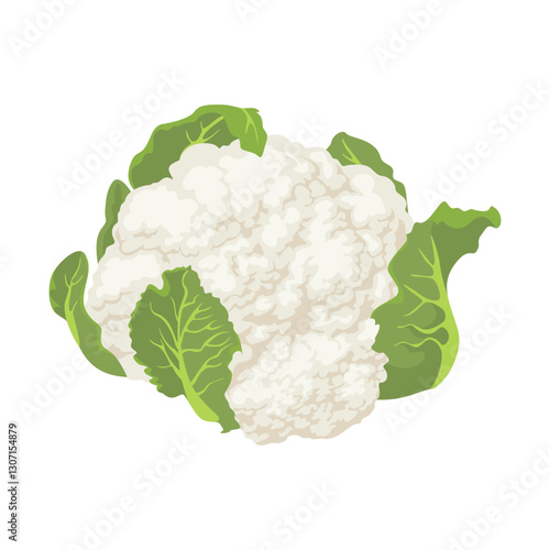 Cauliflower isolated on white background. Vector cartoon flat illustration of fresh vegetable.