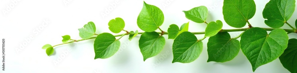 Obraz premium Large leaves of the English ivy plant against a white background, botany, plant