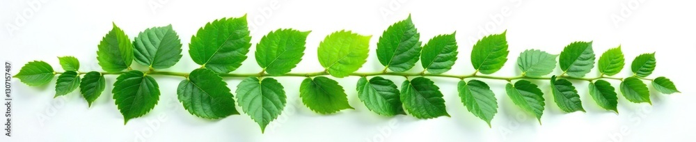 Leaf arrangement isolated on white background, leaf arrangement, greenery Leaf arrangement isolated on white background, leaf arrangement, greenery