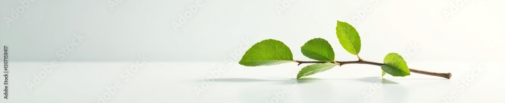 Single branch isolated on white surface with reflected light, single element, natural form