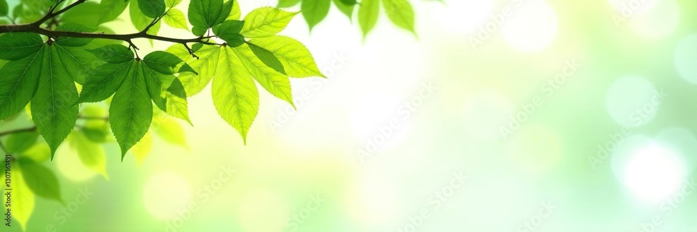 Leafy branches isolated against a bright white background with sunlight filtering through, greenery, landscape, leafy Leafy branches isolated against a bright white background with sunlight filtering through, greenery, landscape, leafy