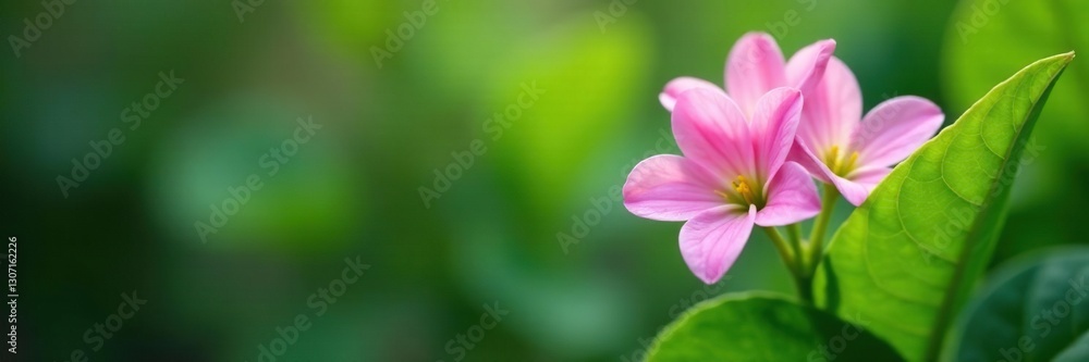 Pink flowers peeking from behind a green leaf, plant life, delicate Pink flowers peeking from behind a green leaf, plant life, delicate