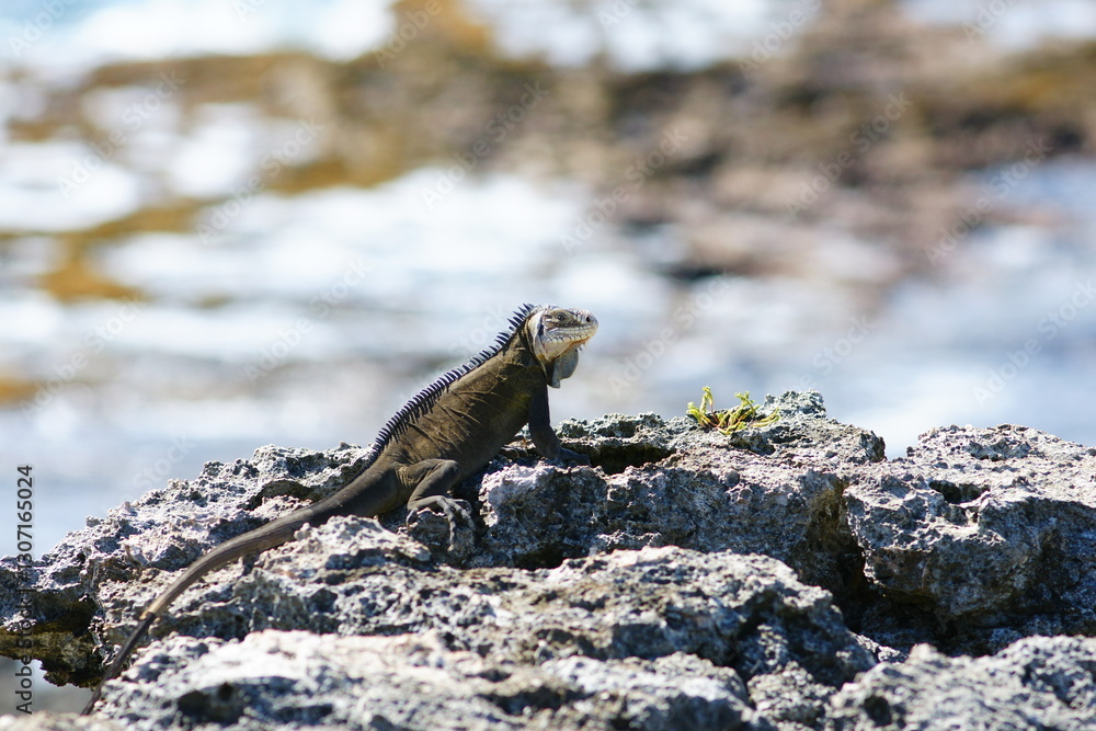 Iguane des Antilles Iguane des Antilles