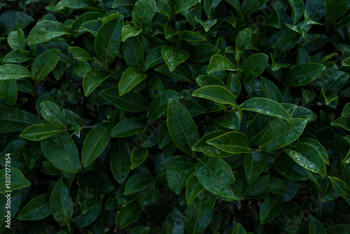 Wallpaper Mural Top view of green tea leaves with morning dew. Torontodigital.ca