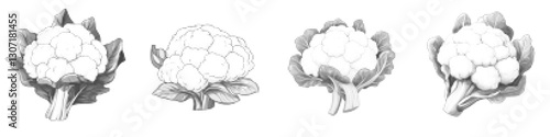 Illustration of Cauliflower in Various Styles - Vector Art Representation