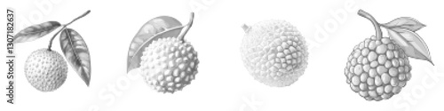 Lychee Fruit Vector Illustration with Leaves and Detailed Outline Design
