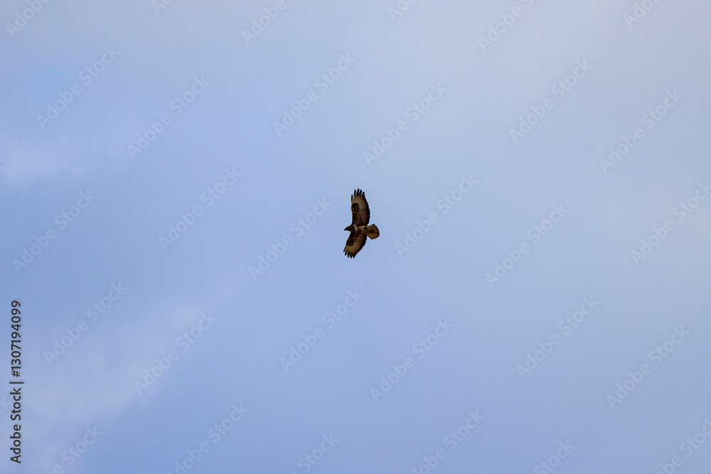 an eagle with outstretched wings flying against the sky an eagle with outstretched wings flying against the sky