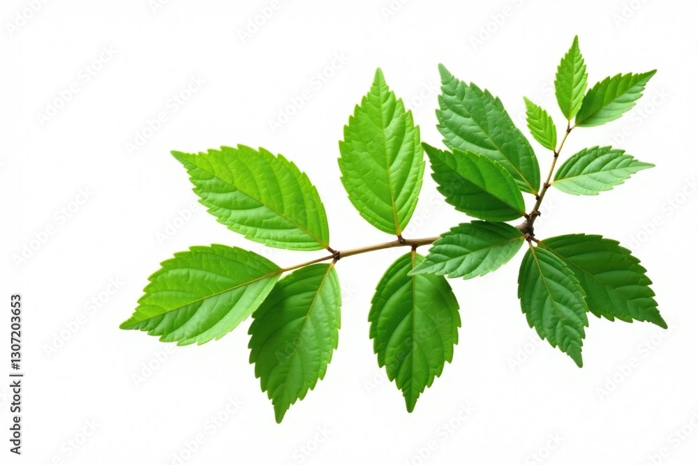 Single branch on white background with intricate details, isolated, foliage, leaf Single branch on white background with intricate details, isolated, foliage, leaf
